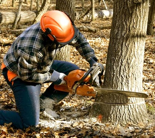 Tree Removal in New Castle, DE